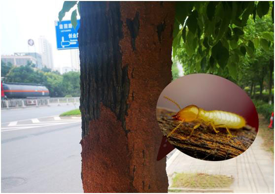 白蚁防治